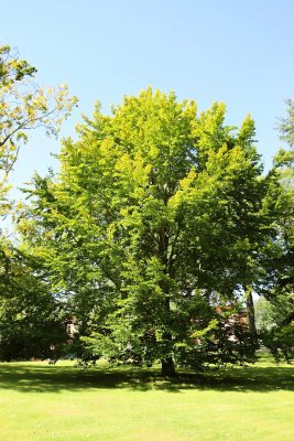Fagus sylvatica - buk lesní - celek (20)